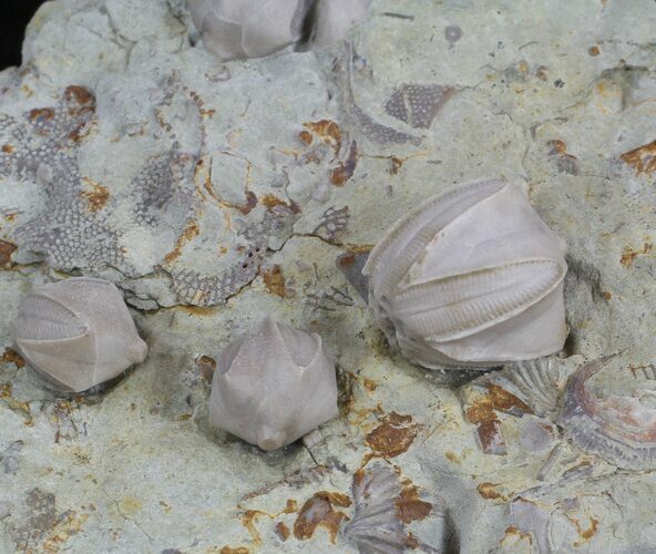 Blastoid (Pentremites) Fossils - Illinois #36027